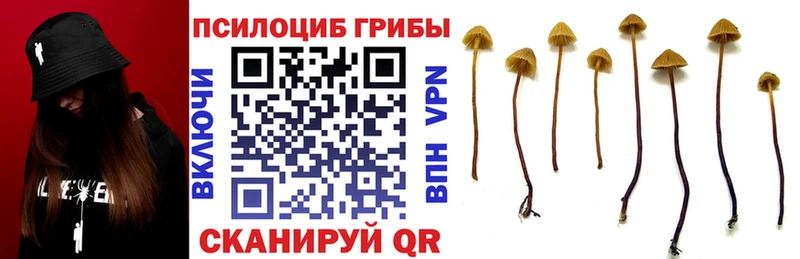 купить   дарк нет как зайти  Галлюциногенные грибы прущие грибы  Камешково  ссылка на мегу вход 